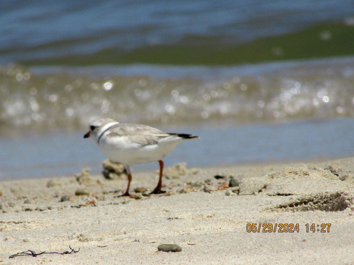 Piping Plover - ML619804092