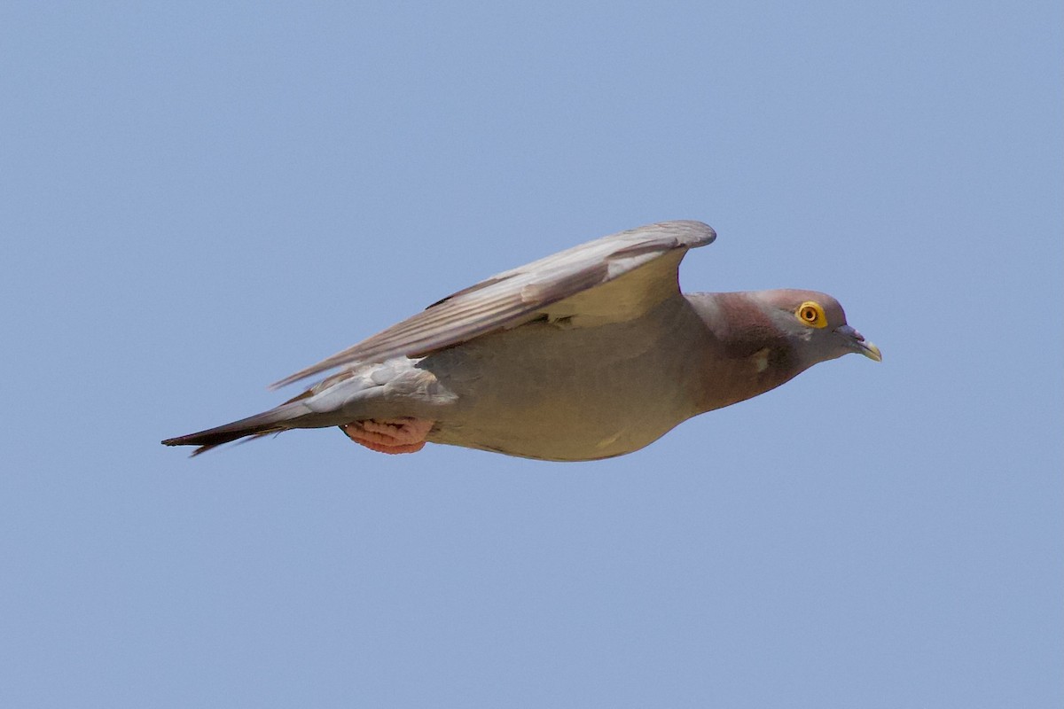 Yellow-eyed Pigeon - ML619804098