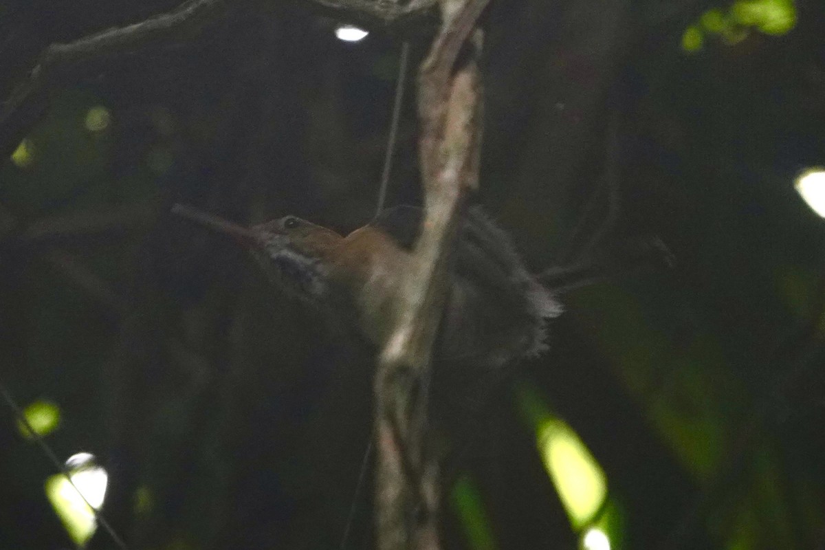 Long-billed Gnatwren - ML619804121