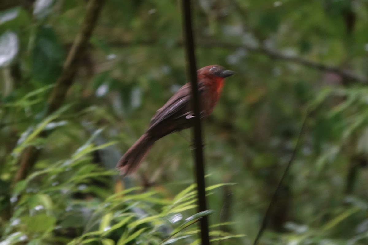 Red-throated Ant-Tanager - ML619804125