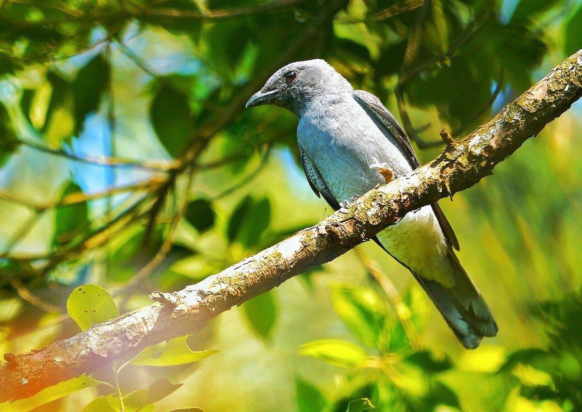 Oruguero de Macé (grupo nipalensis) - ML619804134