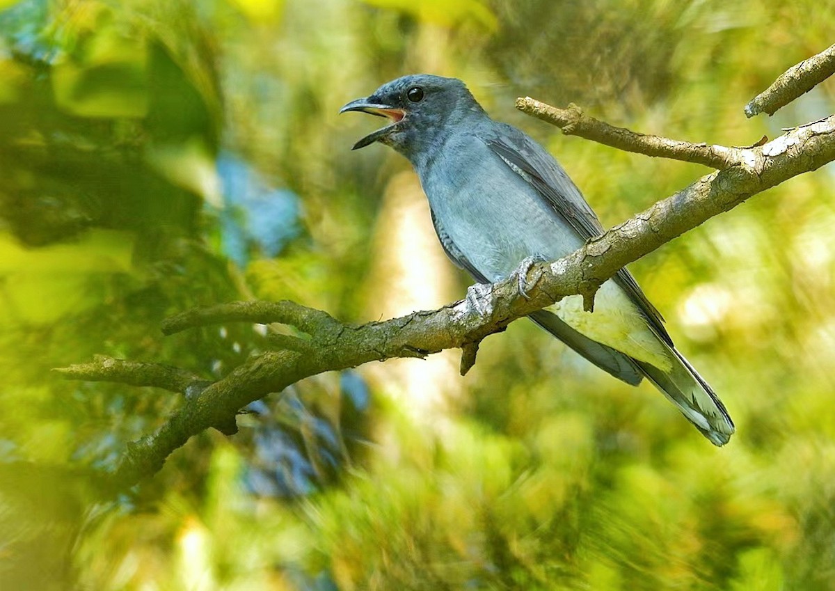 Oriental Cuckooshrike (East Asian) - 浙江 重要鸟讯汇整