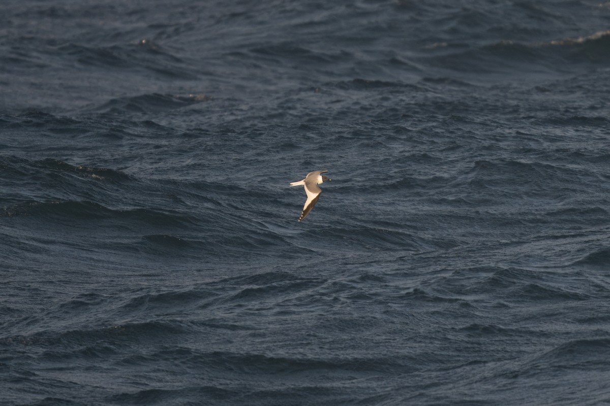 Sabine's Gull - ML619804167