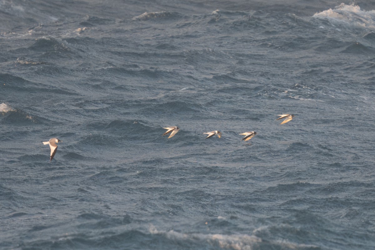 Mouette de Sabine - ML619804169