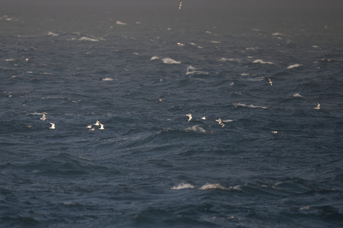 Sabine's Gull - ML619804175