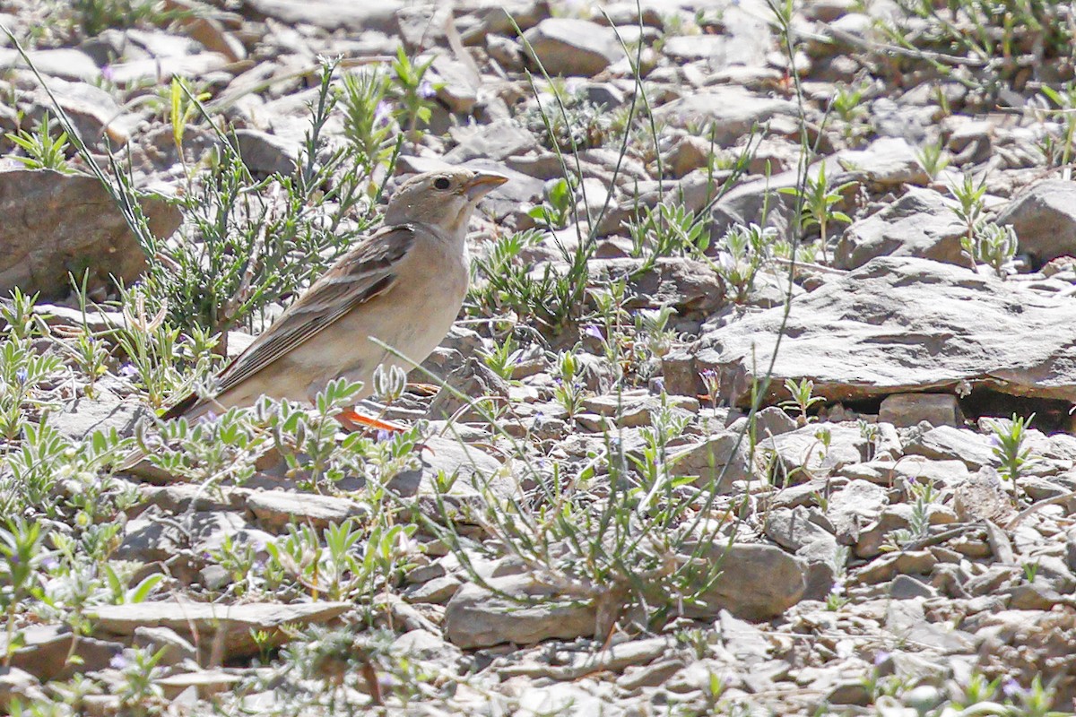 Pale Rockfinch - ML619804177