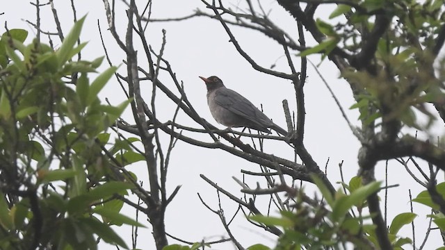 Indian Blackbird - ML619804193