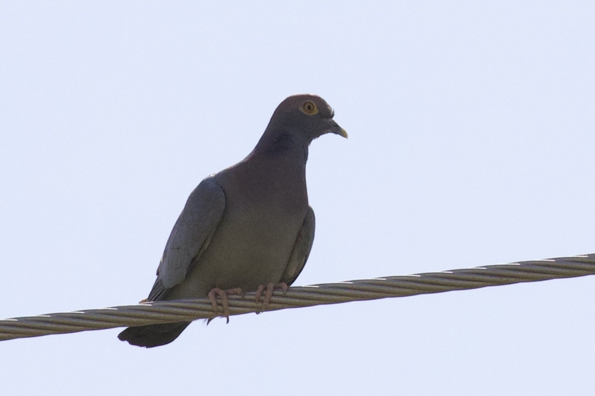 Pigeon d'Eversmann - ML619804197
