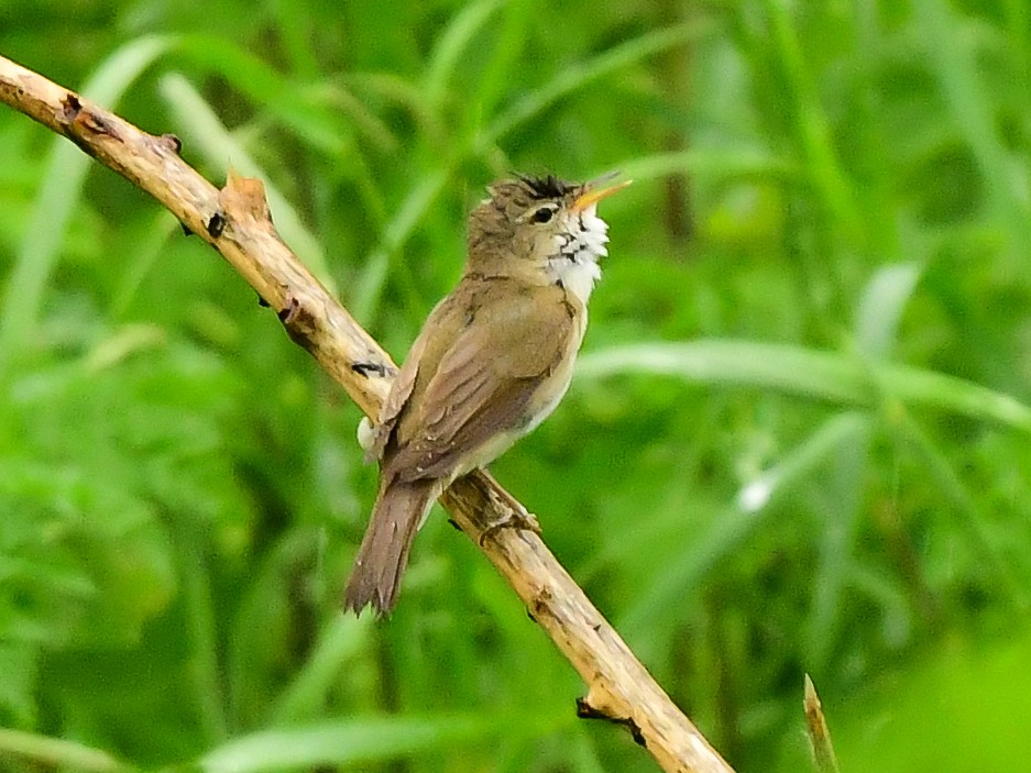 Blyth's Reed Warbler - ML619804214