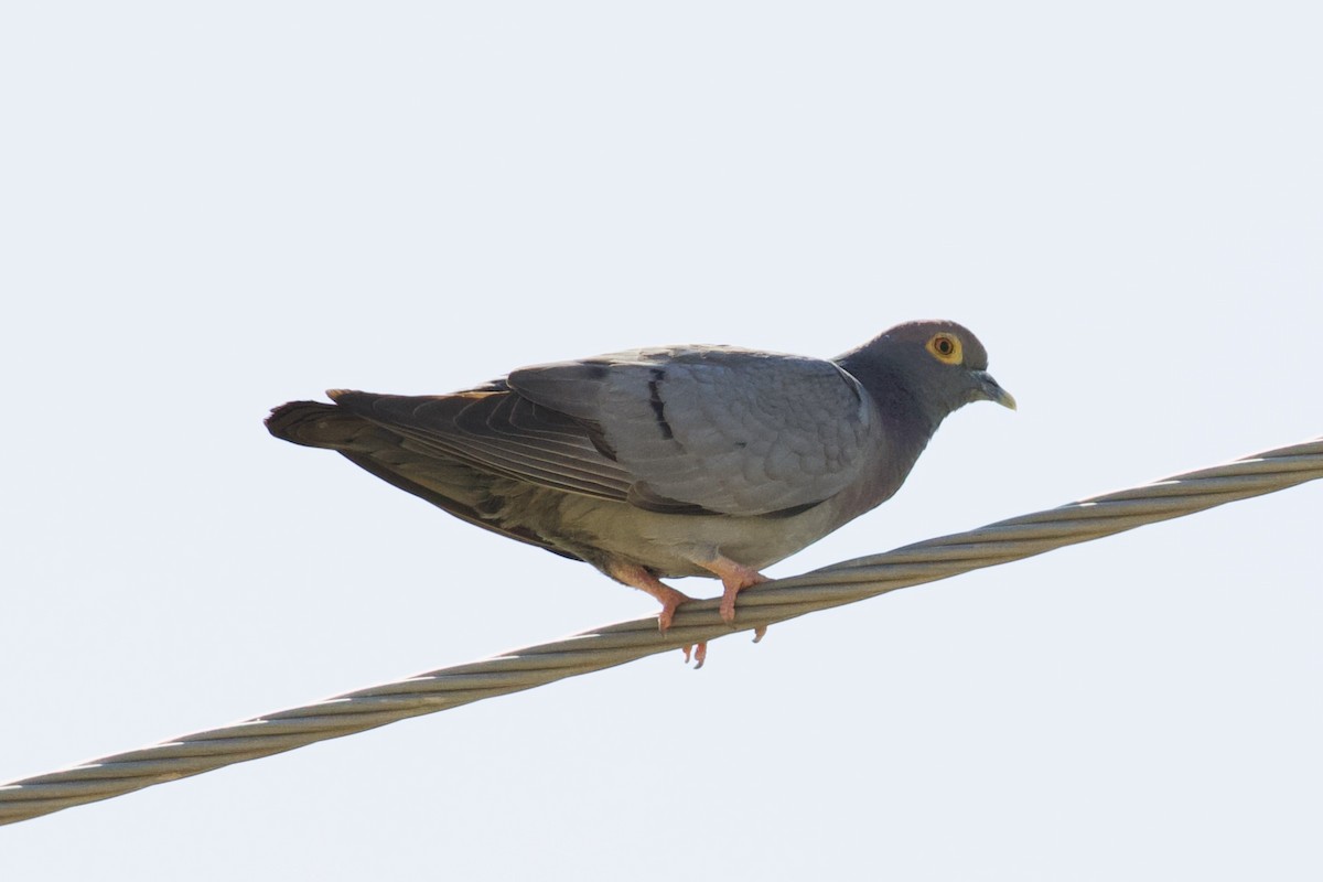 Yellow-eyed Pigeon - ML619804216