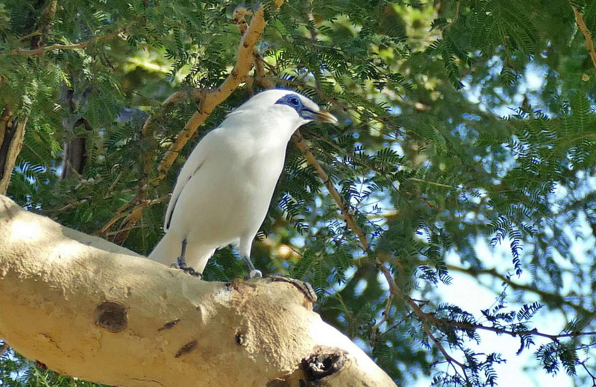 Bali Myna - ML619804220