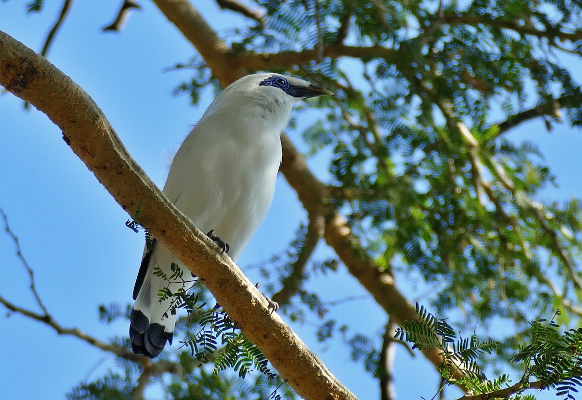 Bali Myna - ML619804221