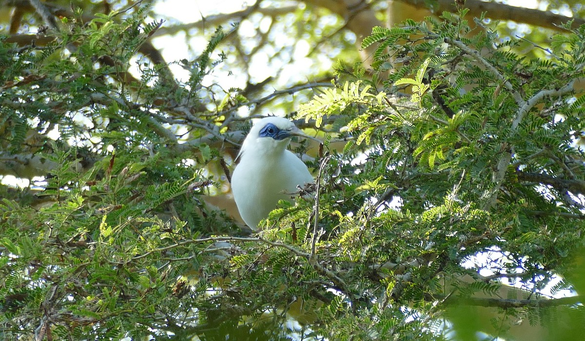 Bali Myna - ML619804222