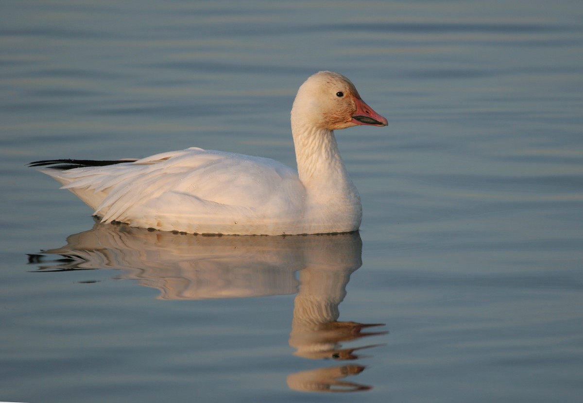 Snow Goose - ML619804230