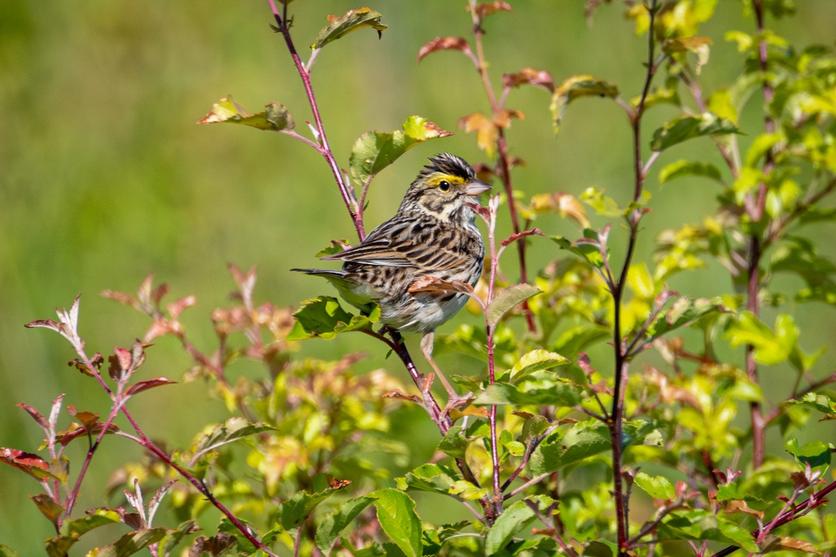 Savannah Sparrow - ML619804240