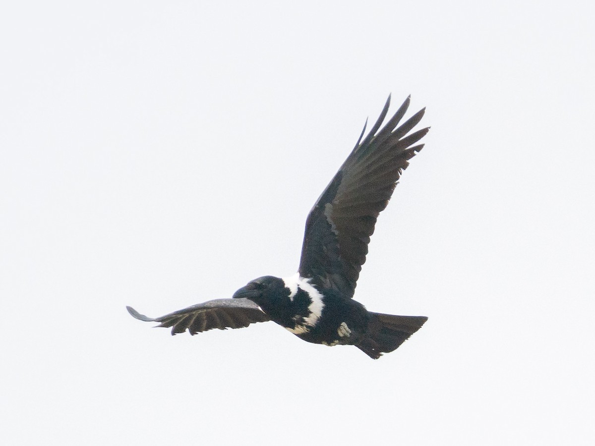 Collared Crow - ML619804246