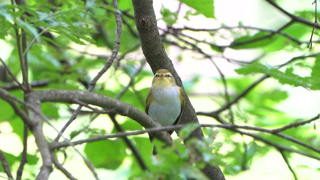 Mosquitero Silbador - ML619804256