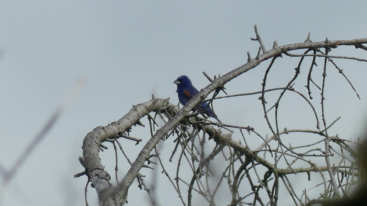 Blue Grosbeak - ML619804261