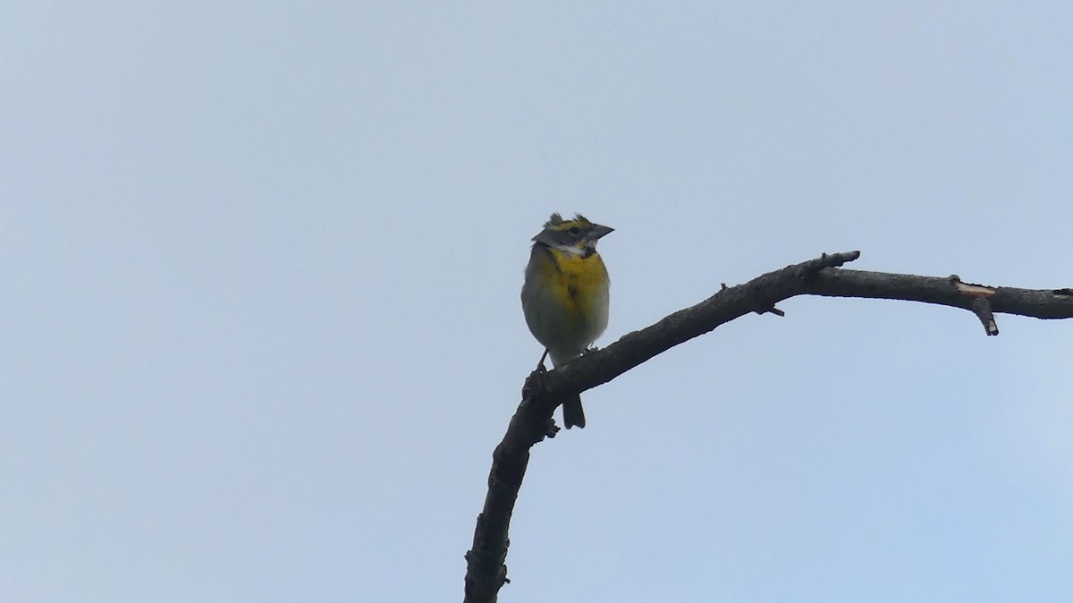 Dickcissel d'Amérique - ML619804276