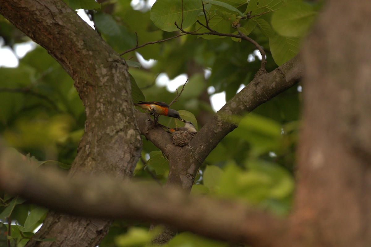 Zwergmennigvogel - ML619804279