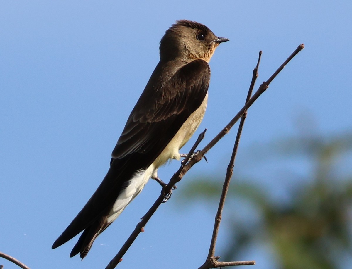 Southern Rough-winged Swallow - ML619804310