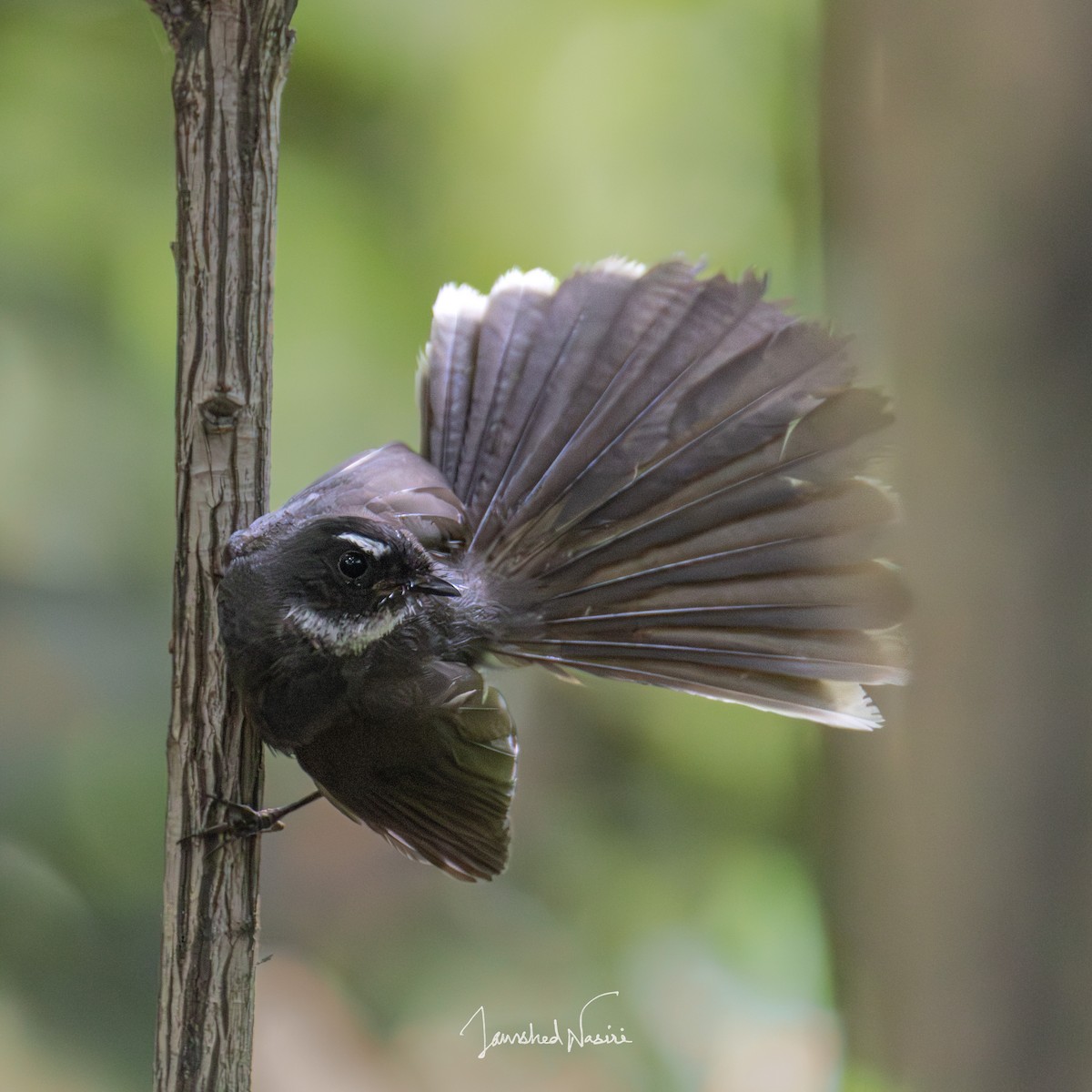 White-throated Fantail - ML619804313
