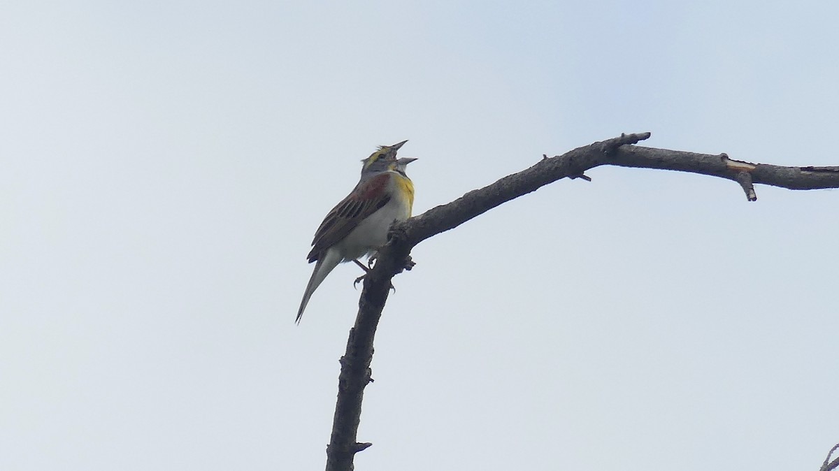 Dickcissel - ML619804315