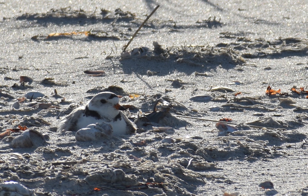 Piping Plover - ML619804316