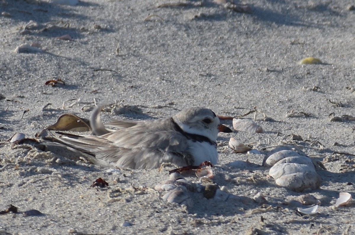 Piping Plover - ML619804321