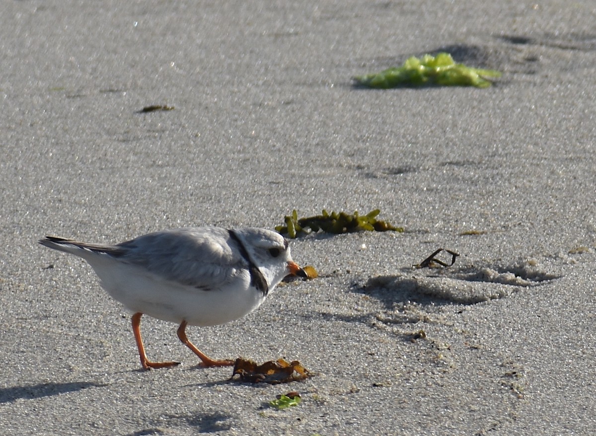 Piping Plover - ML619804323