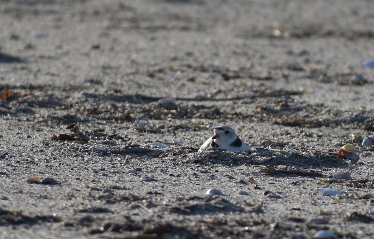 Piping Plover - ML619804355