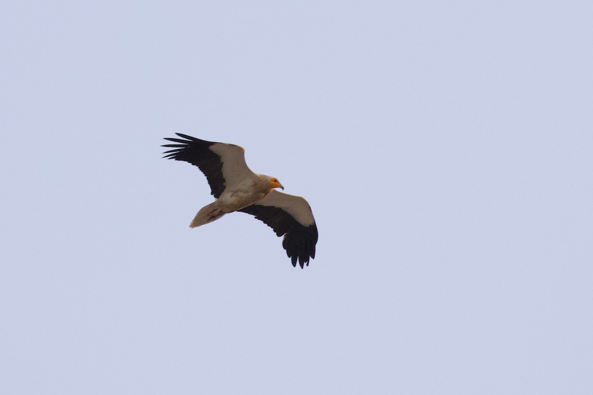 Egyptian Vulture - ML619804364