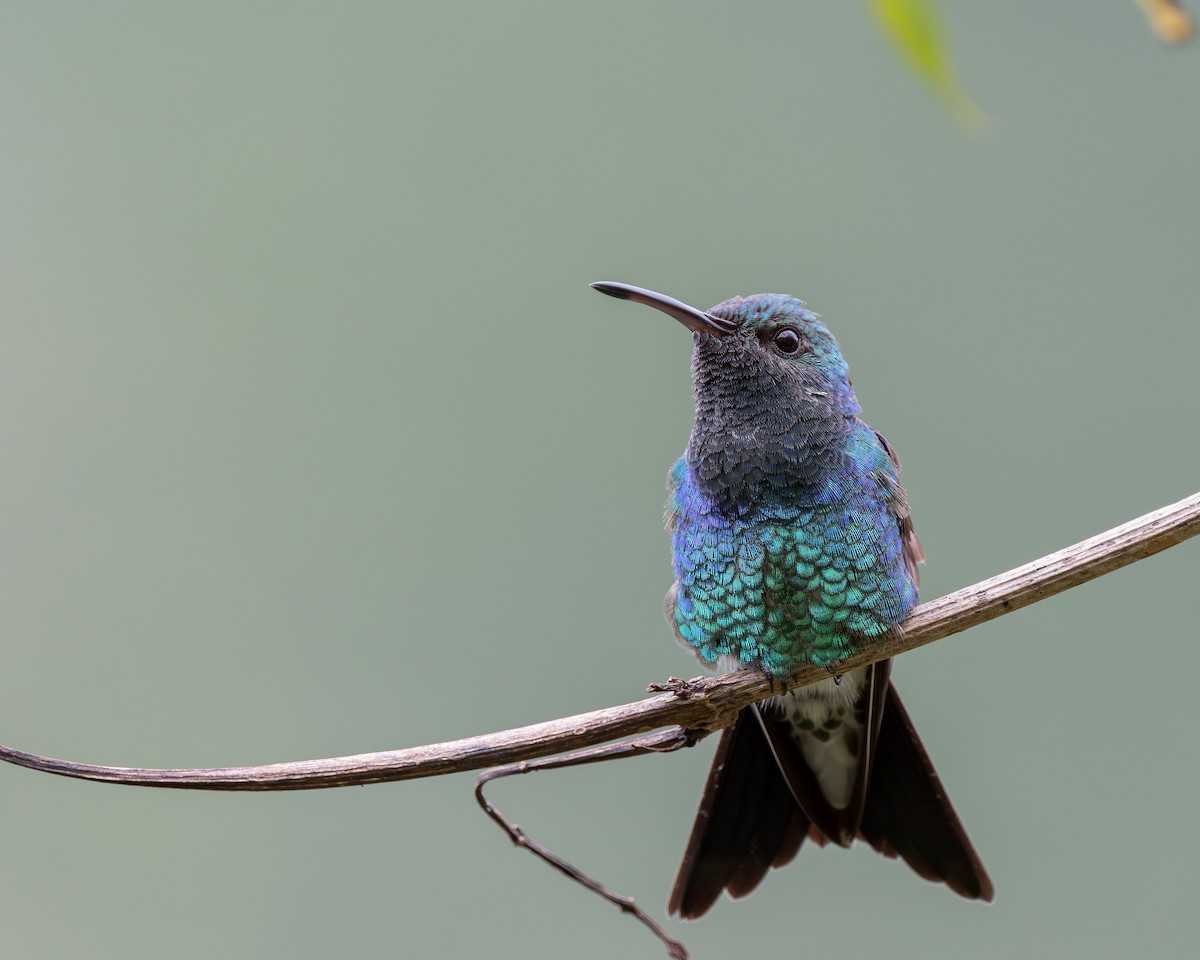 Shining-green Hummingbird - ML619804371