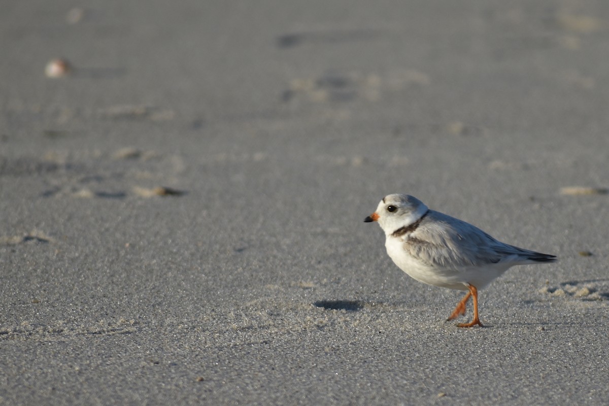 Piping Plover - ML619804376