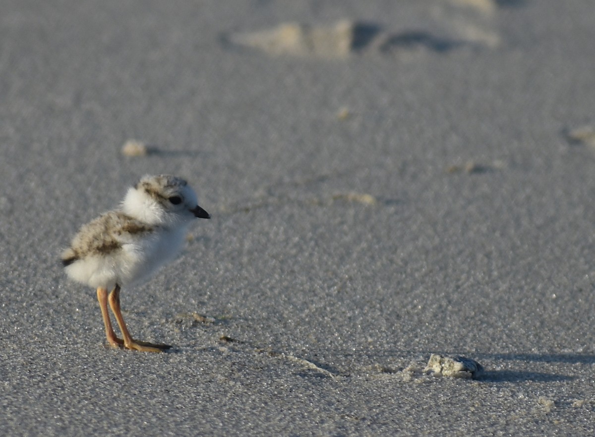 Piping Plover - ML619804378
