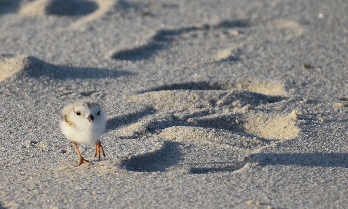 Piping Plover - ML619804385