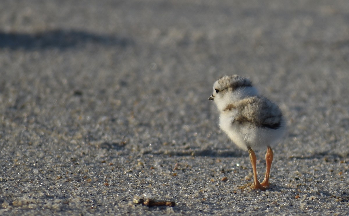 Piping Plover - ML619804388