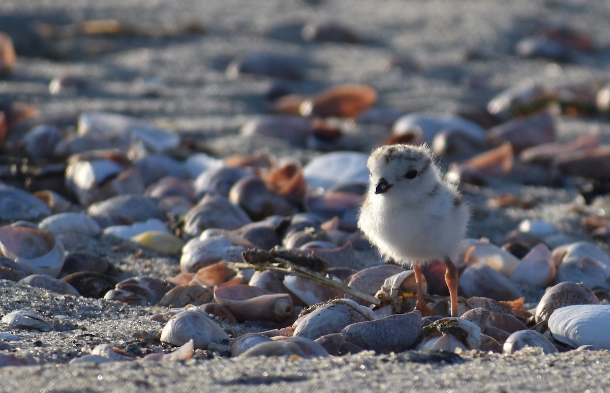 Piping Plover - ML619804394