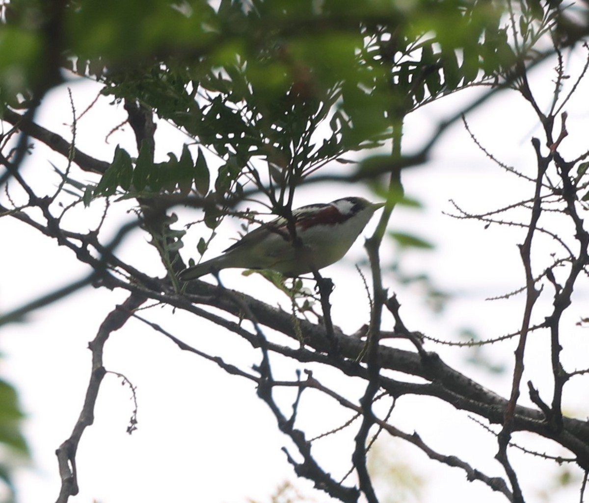 Chestnut-sided Warbler - ML619804396