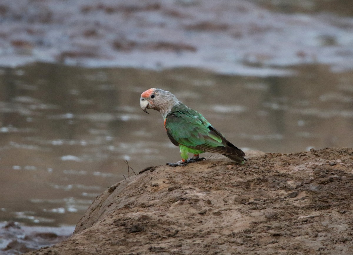 Brown-necked Parrot - ML619804433