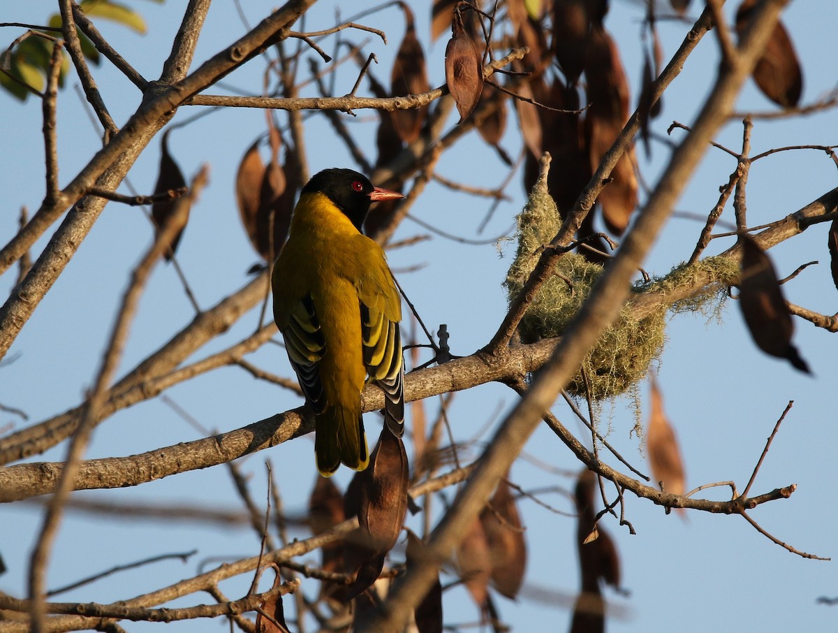 African Black-headed Oriole - ML619804435