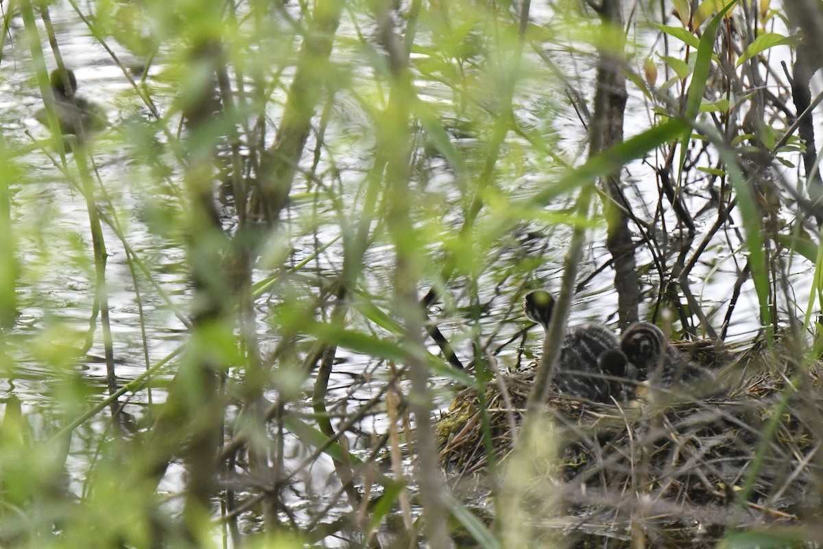 Pied-billed Grebe - ML619804438