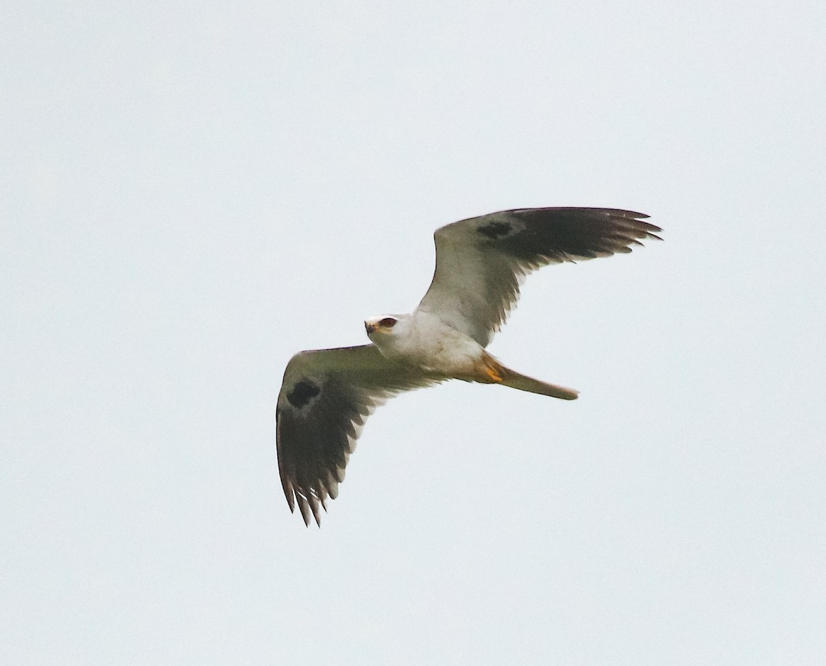 White-tailed Kite - ML619804441