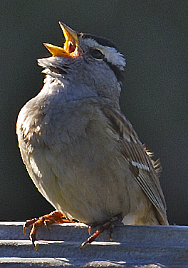 White-crowned Sparrow - ML619804462