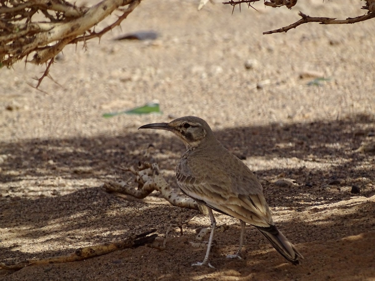 Greater Hoopoe-Lark - ML619804470