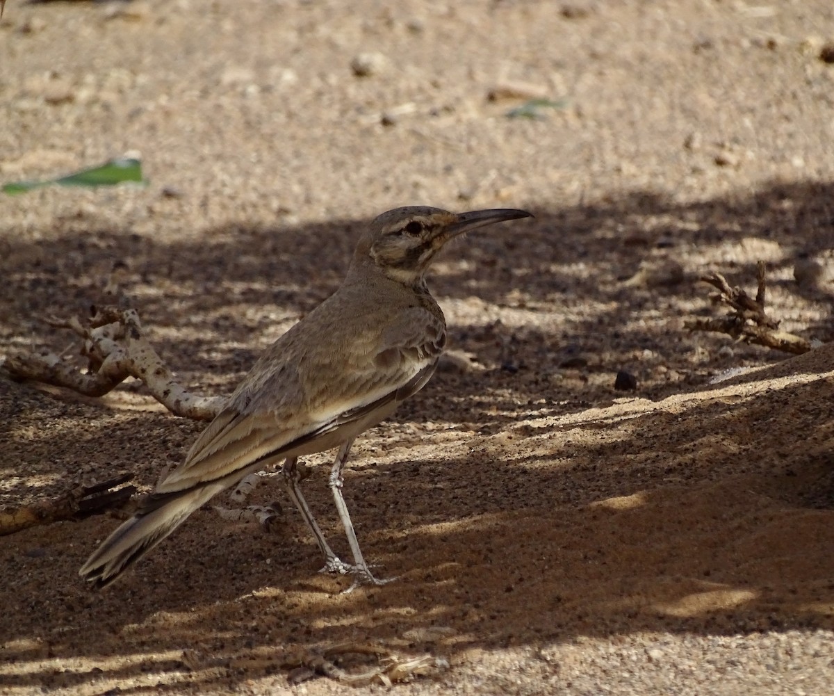 Greater Hoopoe-Lark - ML619804471