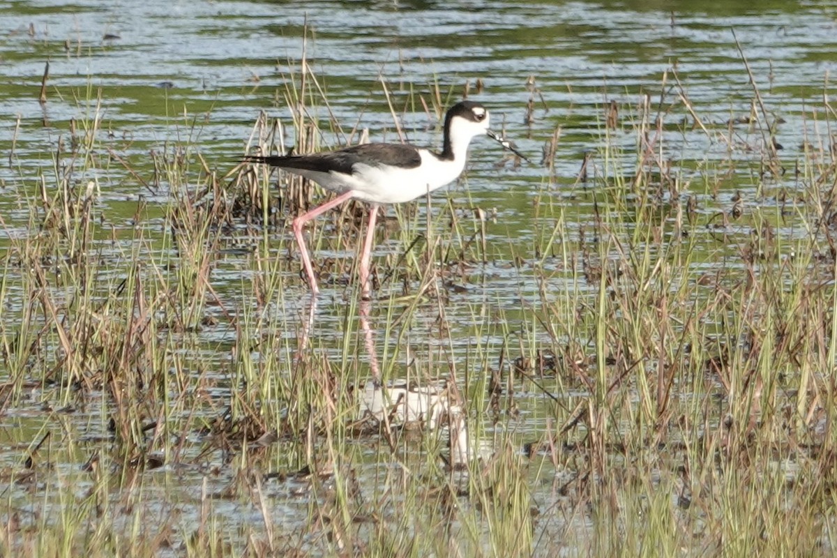 Schwarznacken-Stelzenläufer - ML619804484