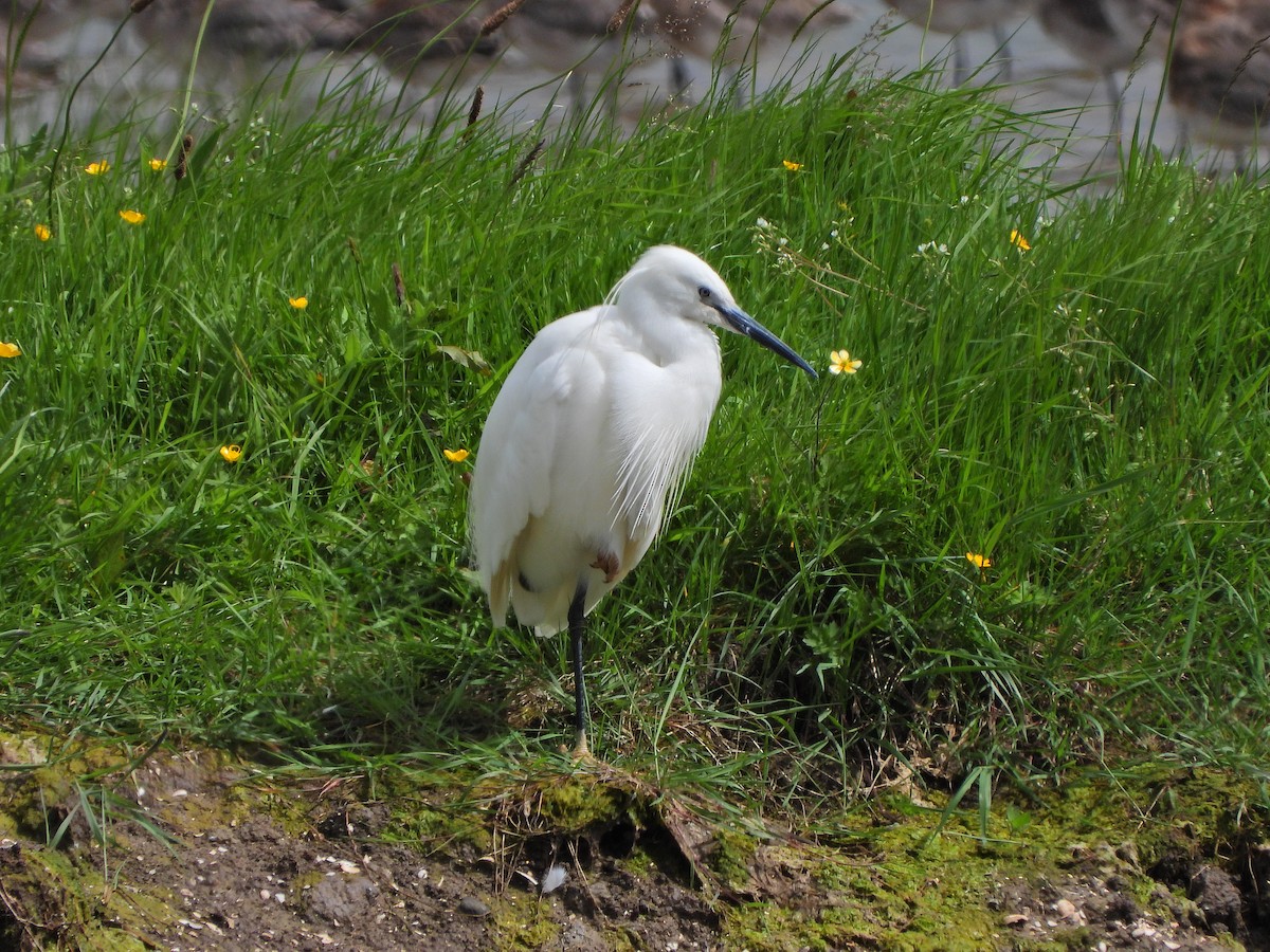 Little Egret - ML619804561