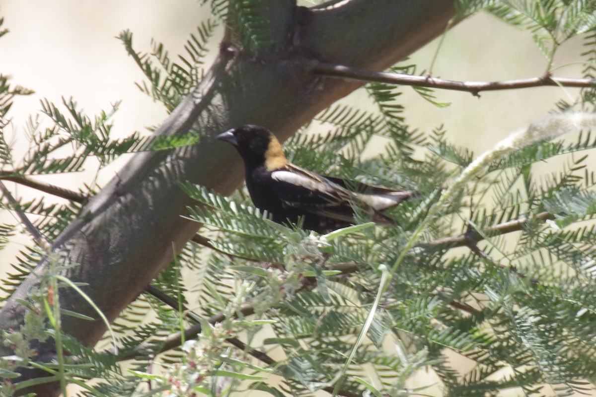 bobolink americký - ML619804573