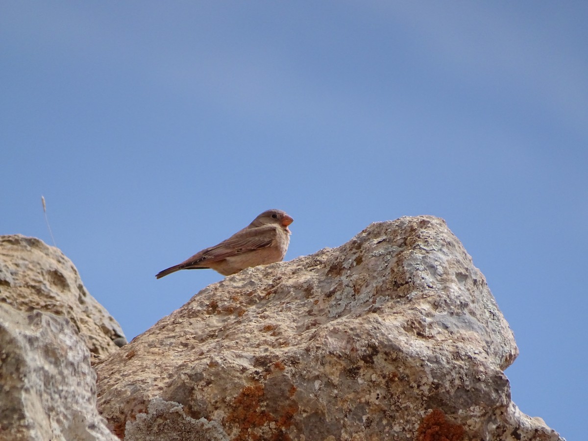 Trumpeter Finch - ML619804586